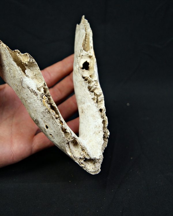 SONY DSC Mandíbula inferior de cérvido juvenil