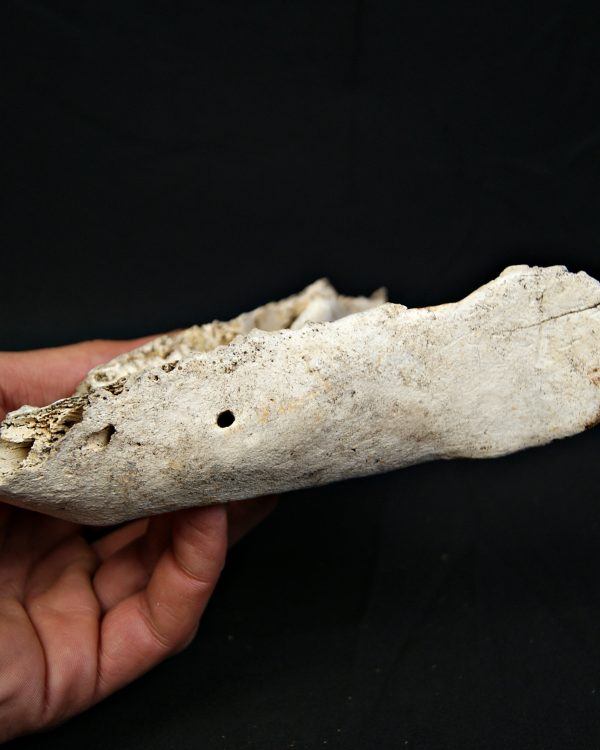 SONY DSC Mandíbula inferior de cérvido juvenil