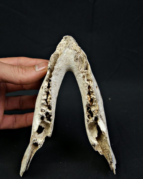 SONY DSC Mandíbula inferior de cérvido juvenil