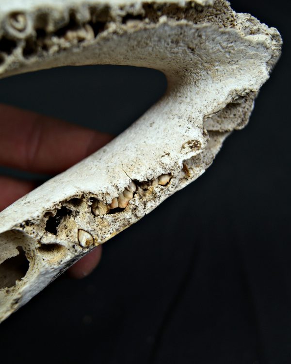 SONY DSC Mandíbula inferior de cérvido juvenil