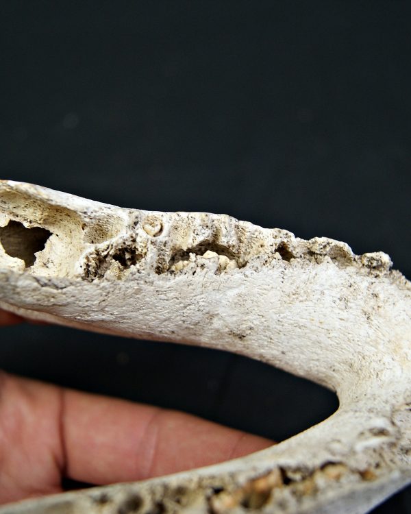 SONY DSC Mandíbula inferior de cérvido juvenil