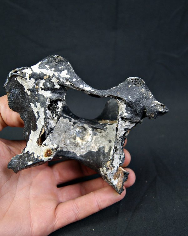 Vértebra de bisonte fósil