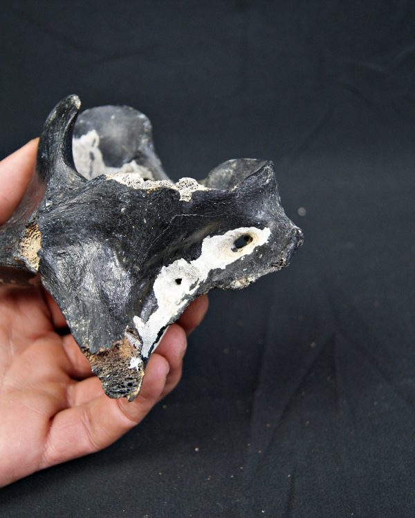 Vértebra de bisonte fósil