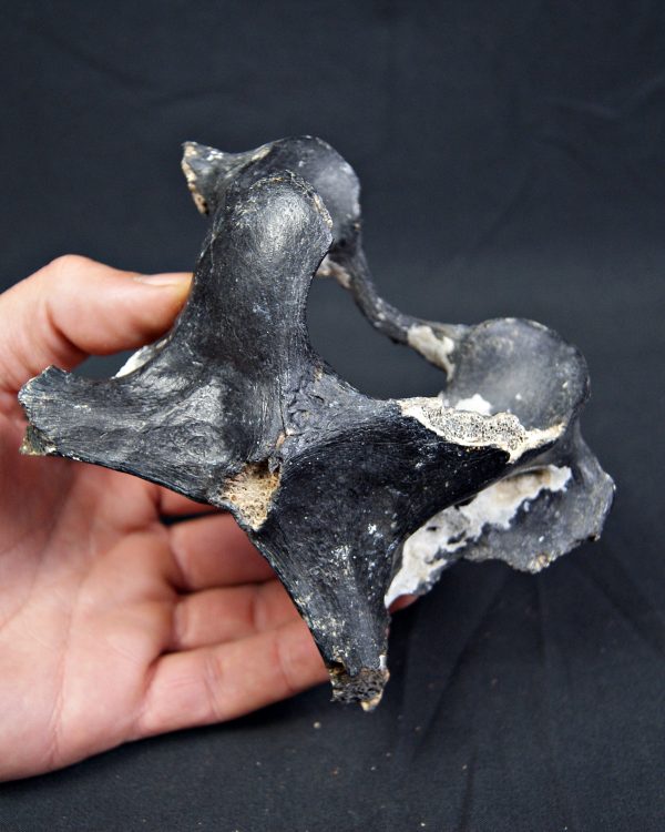 Vértebra de bisonte fósil