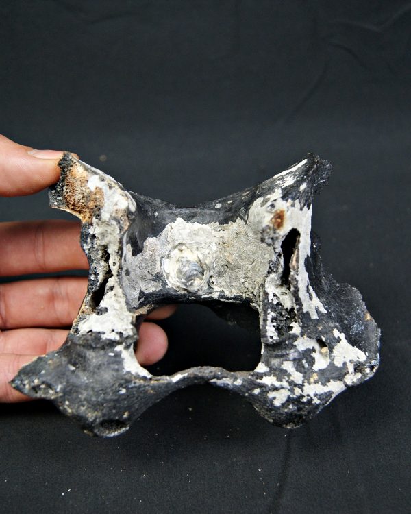 Vértebra de bisonte fósil