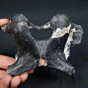 Vértebra de bisonte fósil