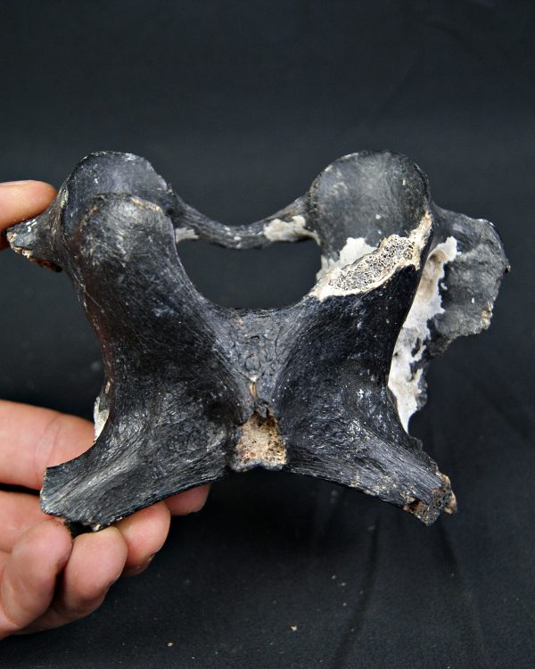 Vértebra de bisonte fósil