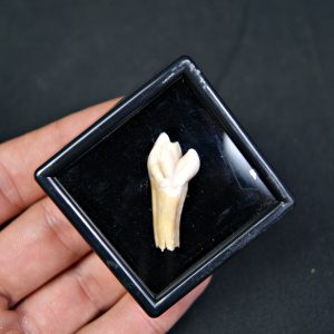 Incisivo de oso de las cavernas