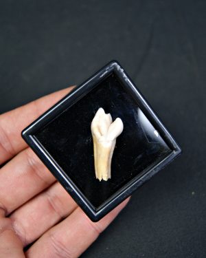 Incisivo de oso de las cavernas