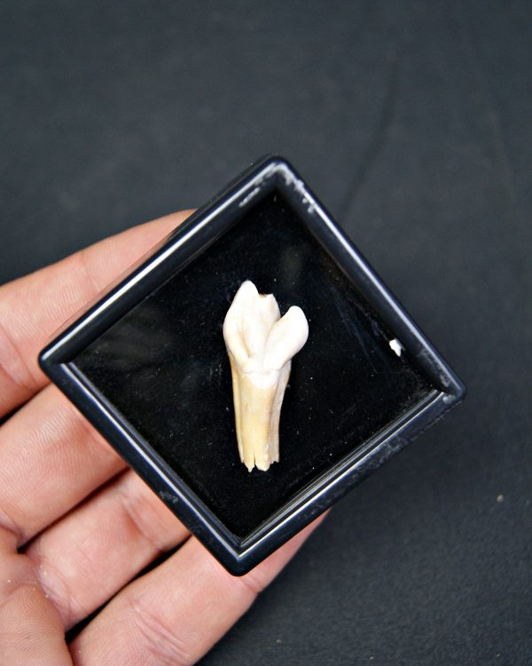 SONY DSC Incisivo de oso de las cavernas