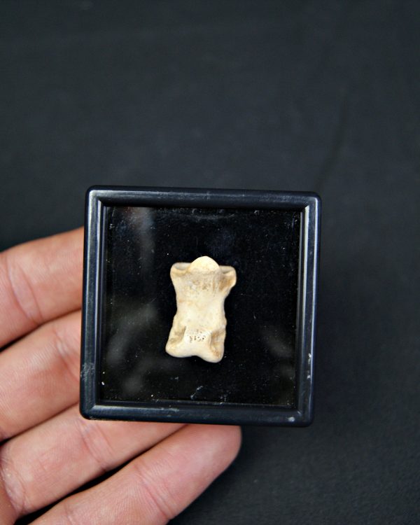 SONY DSC Falange de oso de las cavernas