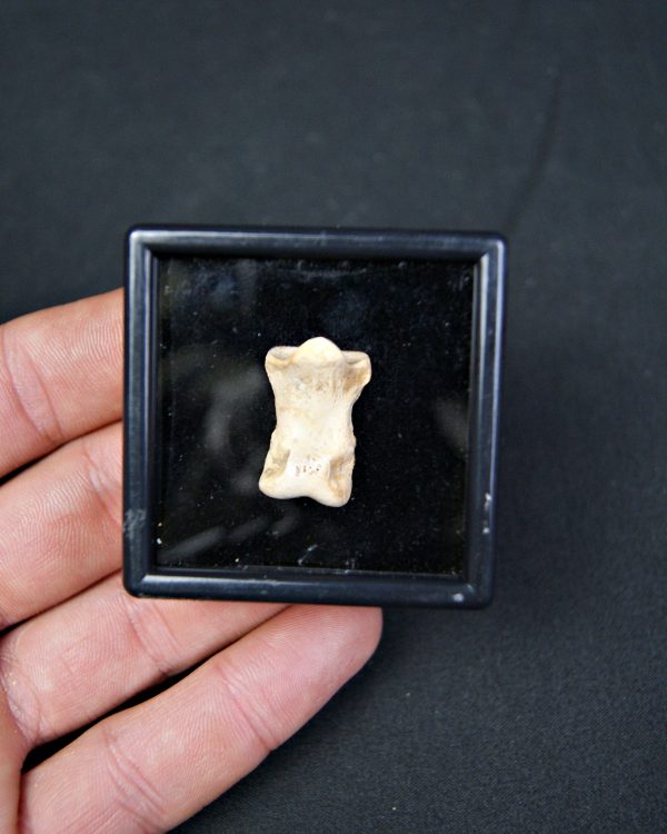 SONY DSC Falange de oso de las cavernas