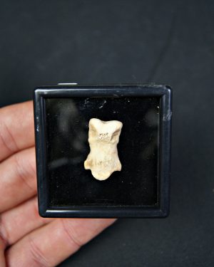 Falange de oso de las cavernas