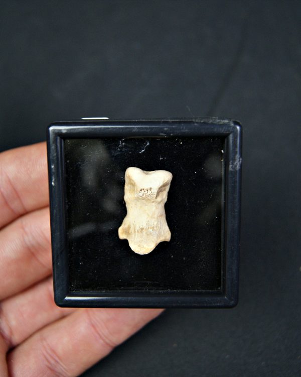 SONY DSC Falange de oso de las cavernas