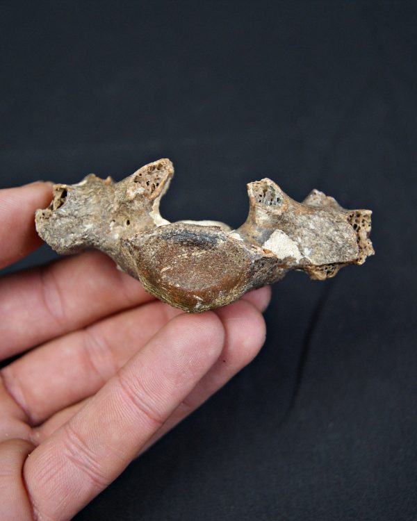 SONY DSC Vértebra de cérvido fósil