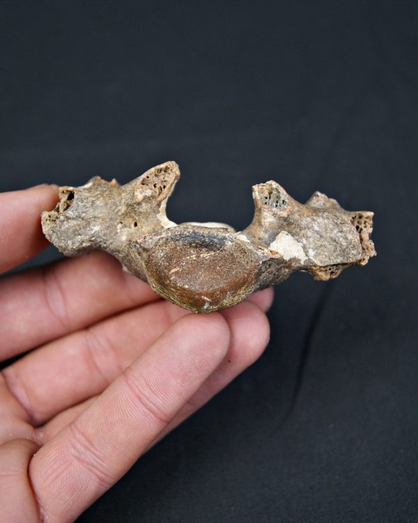 SONY DSC Vértebra de cérvido fósil