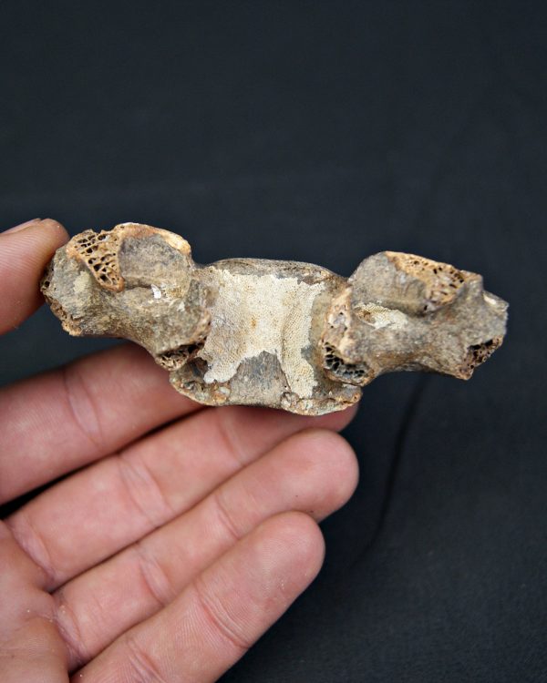 SONY DSC Vértebra de cérvido fósil