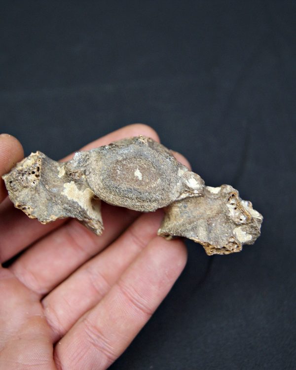 SONY DSC Vértebra de cérvido fósil