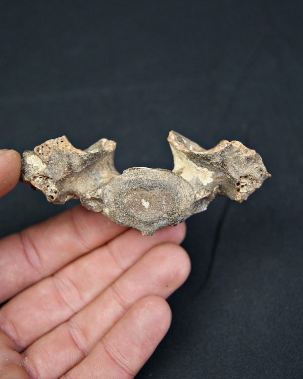 SONY DSC Vértebra de cérvido fósil