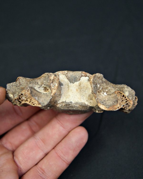 SONY DSC Vértebra de cérvido fósil