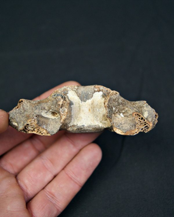 SONY DSC Vértebra de cérvido fósil