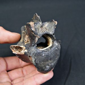 Vértebra de bisonte fósil