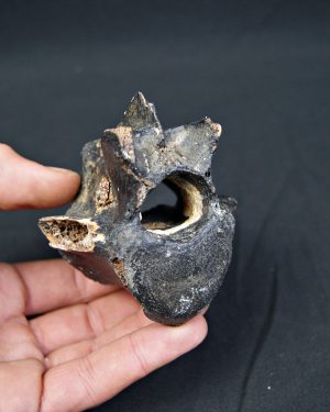 Vértebra de bisonte fósil