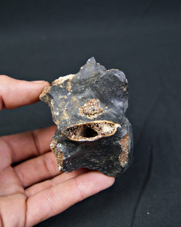 SONY DSC Vértebra de bisonte fósil