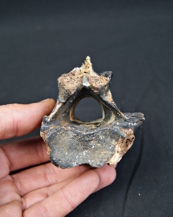 SONY DSC Vértebra de bisonte fósil