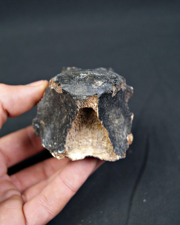 SONY DSC Vértebra de bisonte fósil