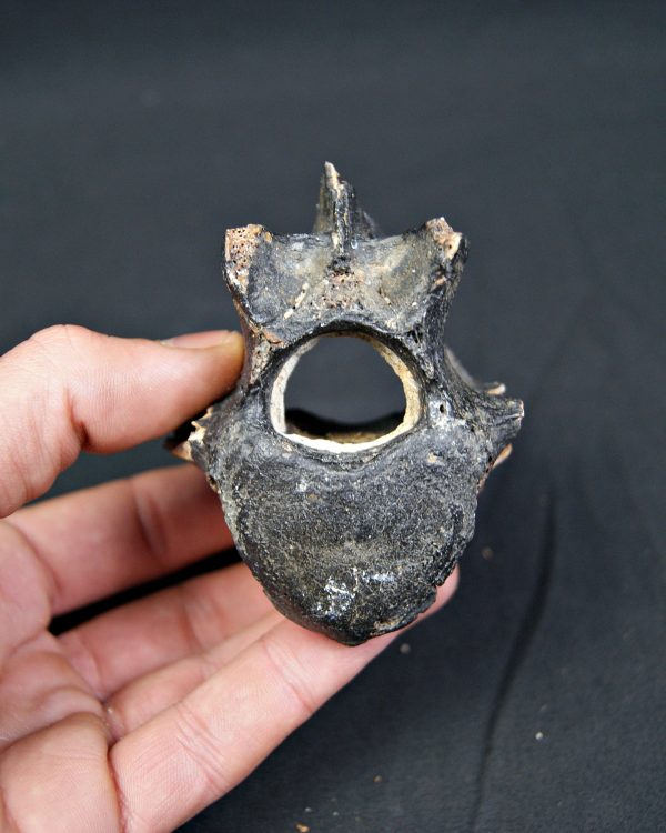 SONY DSC Vértebra de bisonte fósil