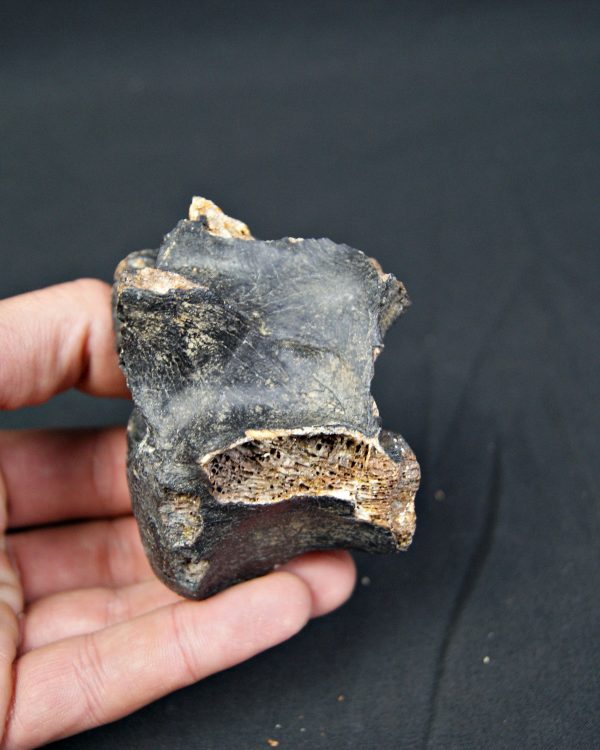 SONY DSC Vértebra de bisonte fósil