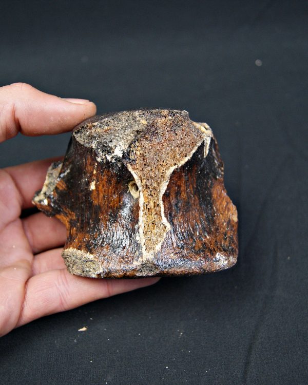 SONY DSC Vértebra de bisonte