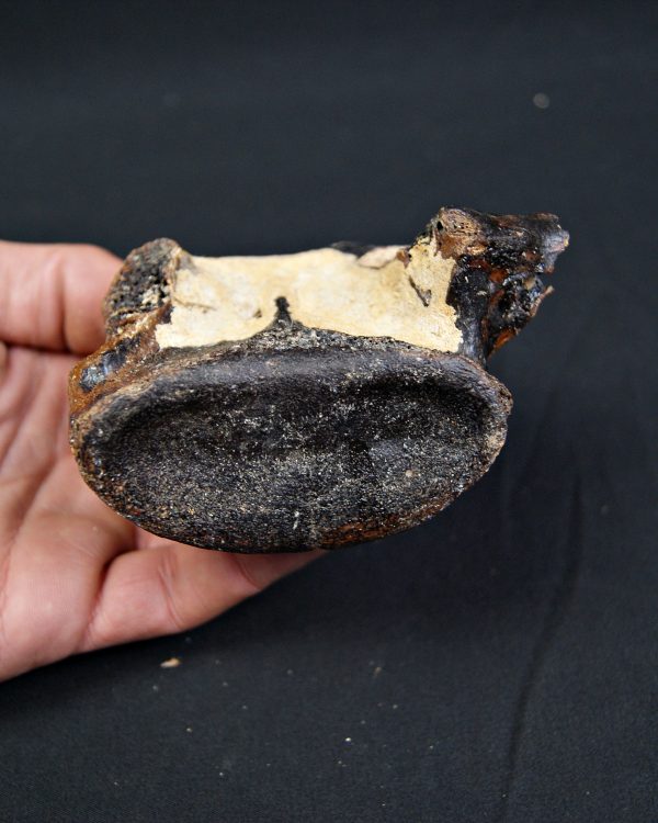 SONY DSC Vértebra de bisonte