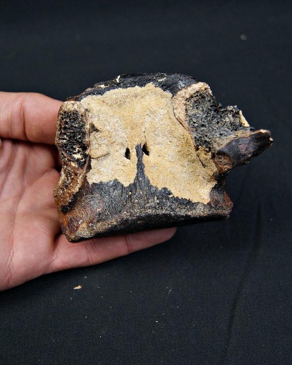 SONY DSC Vértebra de bisonte