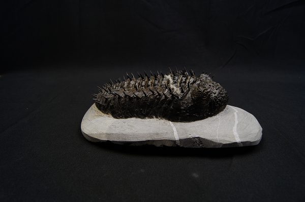 _DSC8255 Droptops armatus – Trilobite