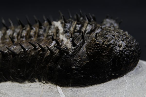 _DSC8256 Droptops armatus – Trilobite