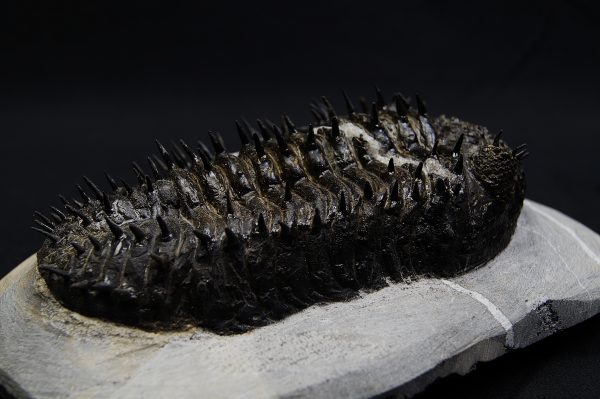 _DSC8259 Droptops armatus – Trilobite