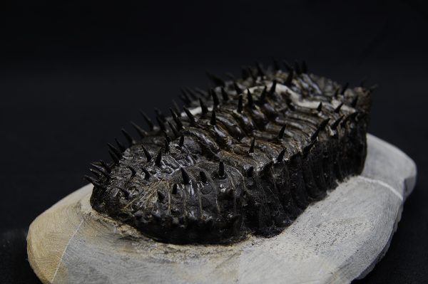 _DSC8261 Droptops armatus – Trilobite