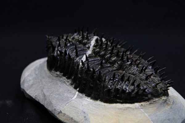 _DSC8263 Droptops armatus – Trilobite