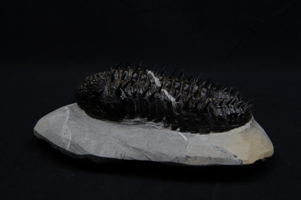 _DSC8265 Droptops armatus – Trilobite