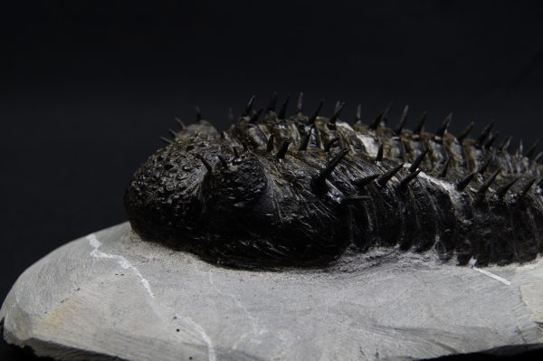 _DSC8270 Droptops armatus – Trilobite