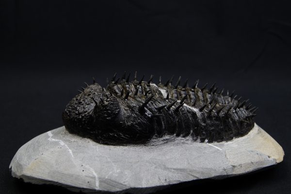 _DSC8272 Droptops armatus – Trilobite