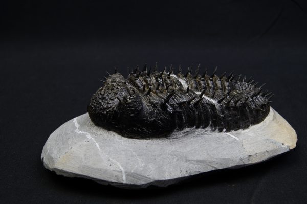 _DSC8277 Droptops armatus – Trilobite