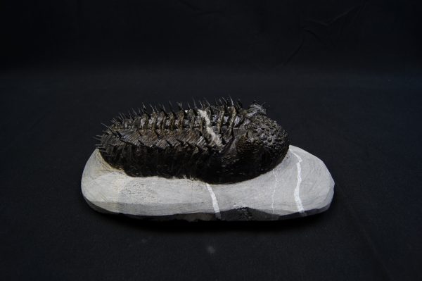 _DSC8285 Droptops armatus – Trilobite