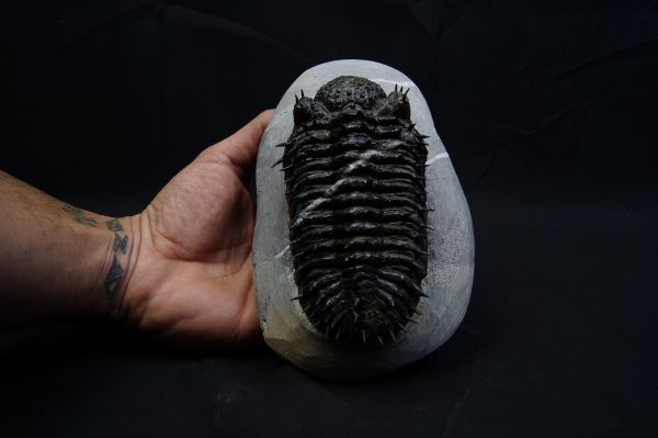 _DSC8289 Droptops armatus – Trilobite