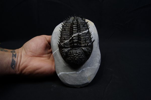 _DSC8290 Droptops armatus – Trilobite