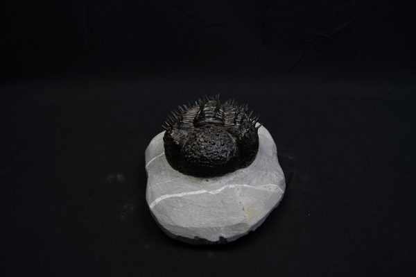 _DSC8291 Droptops armatus – Trilobite