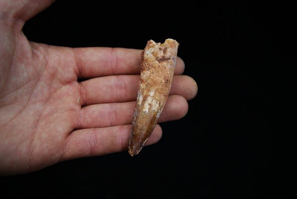 Spinosaurus con raíz