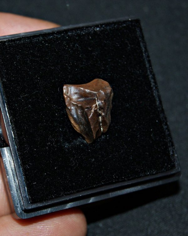 Triceratops horridus